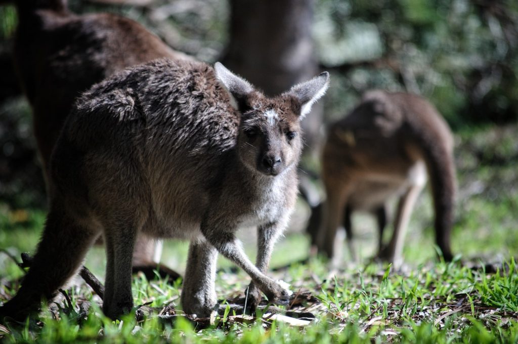 kangaroo, australia, marsupial