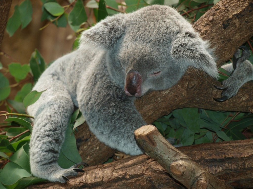koala, animal, sleeping