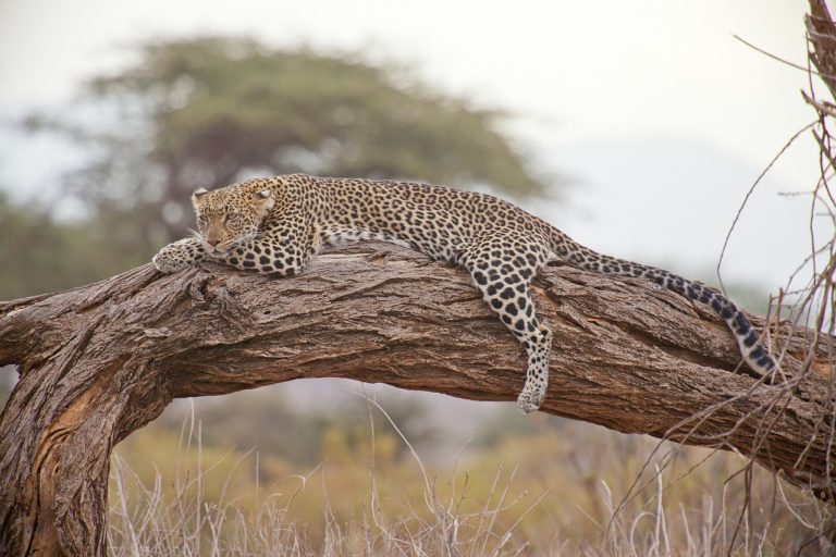 leopard, safari, africa