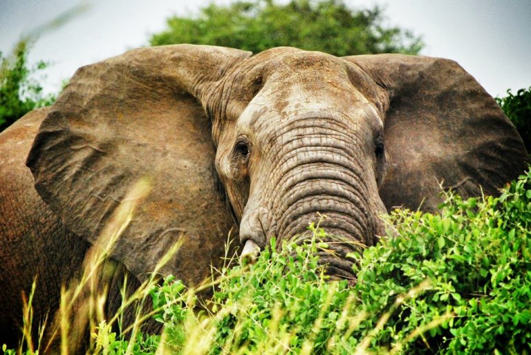 uganda, elephant, safari