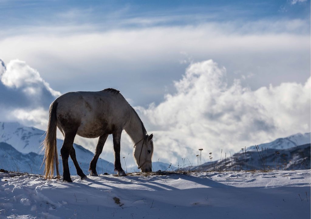 winter, azerbaijan, horse